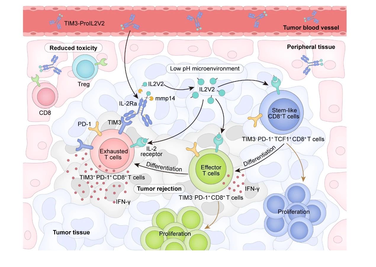 1749434522552147.jpg 2-2.jpg