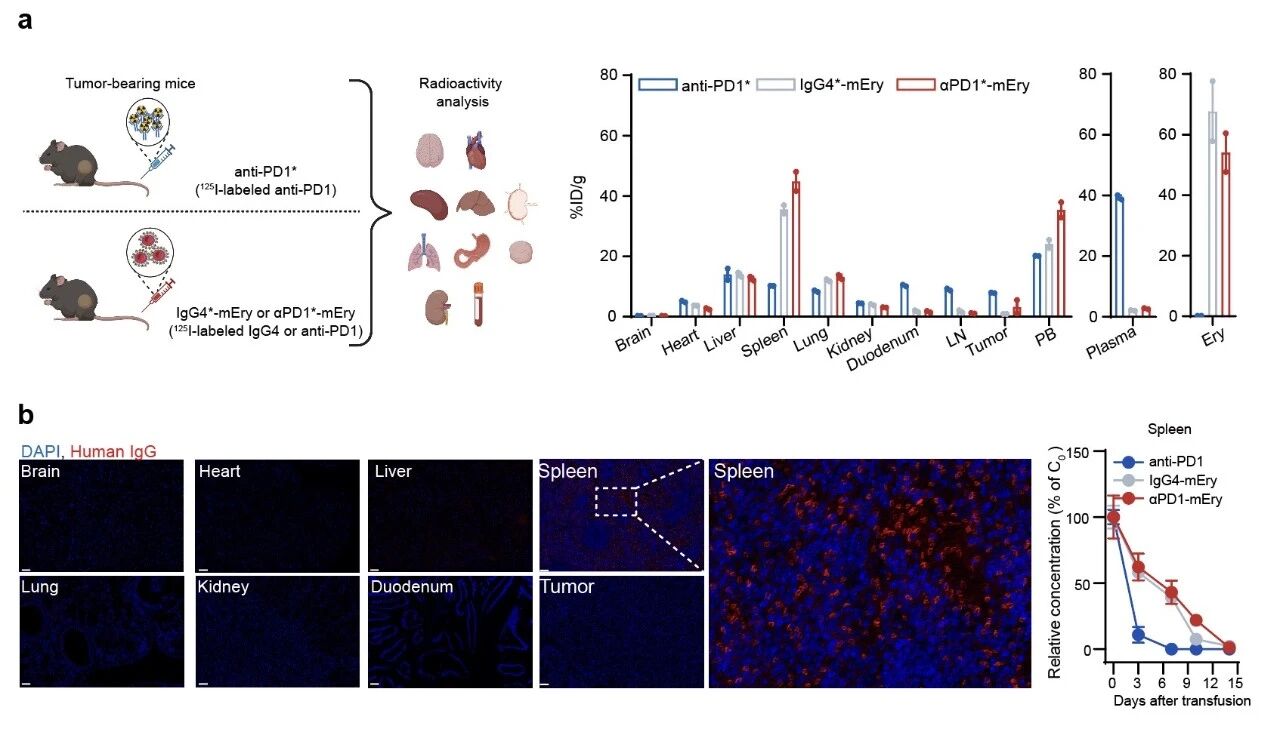 1771925250519536.jpg 1-2.jpg